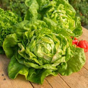 Laitue Pommée Reine de Mai de Pleine Terre